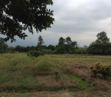 ขายที่ดิน.ฝางเชียงใหม่ทำรีสอร์ต21ไร่ใกล้สวนสม้ธนาธร